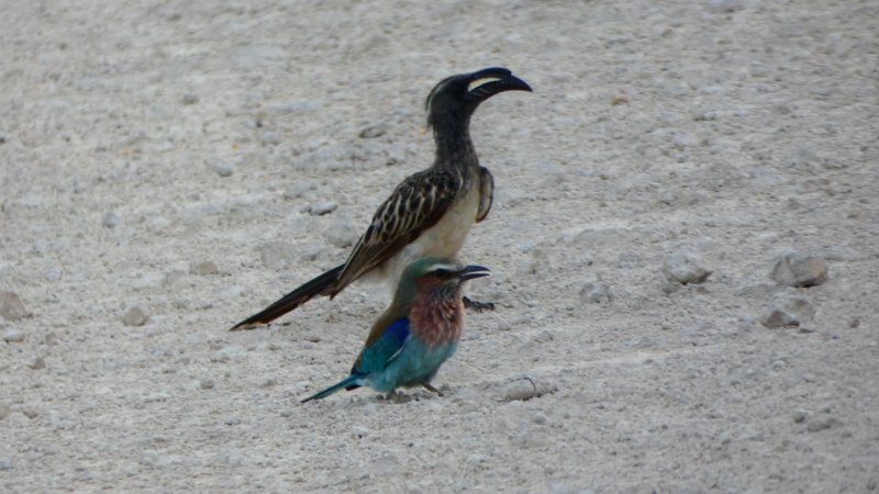 Toko und Lilac breasted Roller.jpg